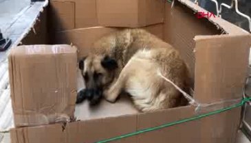 Bursa'da sokak köpeğine kartondan yuva yaptı
