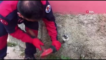 Duvardaki oyuğa sıkışan kedi böyle kurtarıldı