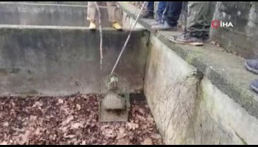 Bursa'da havuza düşen porsuk böyle kurtarıldı