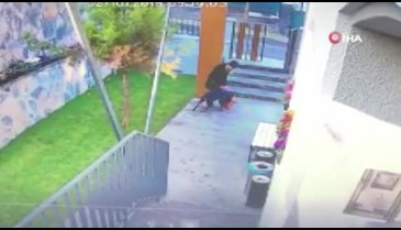 Köpek kediyi parçaladı!