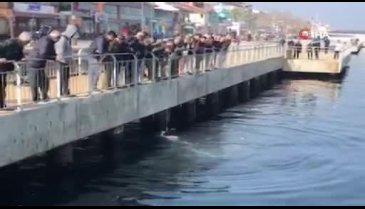 Bursa'da denize düşen kediyi buz gibi suya girerek kurtardı