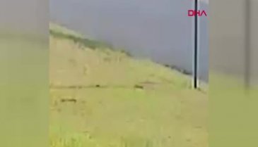 Sokak köpeğine yumruklu işkence