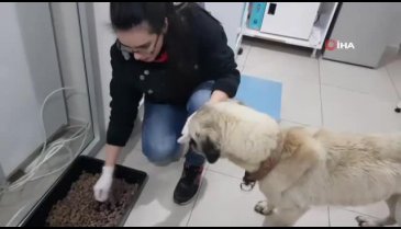 Kartonu ısıtıp köpeğin üstüne örttü