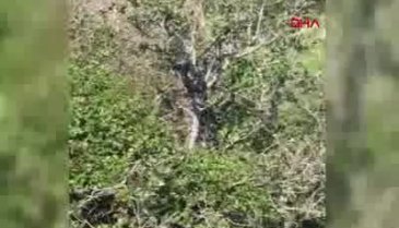 Kara yılan kış uykusundan erken uyandı