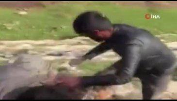 Nesli tükenmekte olan oklu kirpiyi telef edenler yakalandı