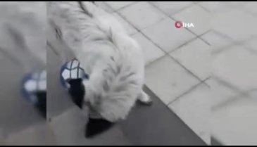 Futbolcu köpeği gören telefona sarıldı