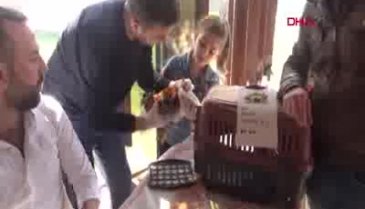 Bursa'da sultan tavuğu 5 bin liraya satıldı