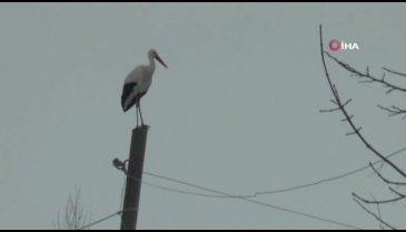 Baharın müjdecisi leylekler Muş'a geldi