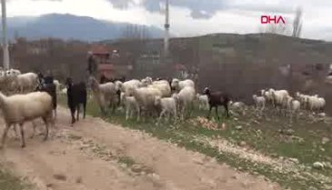 Bursa'da cezaevinden çıkıp sürü sahibi oldular!