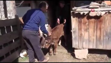 Bu buzağı alnında ay yıldızı taşıyor
