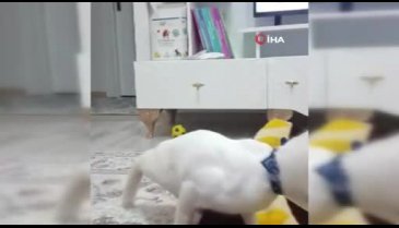 Beşinci kattan düşen kedisi için 190 bin lira harcadı