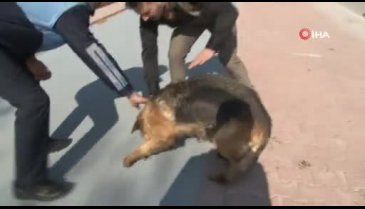 Köpeği motosiklete bağlayıp sürüklediler