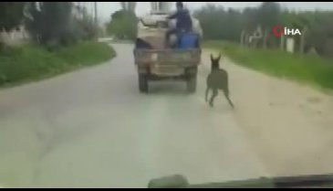 Eşeğe insanlık dışı uygulama