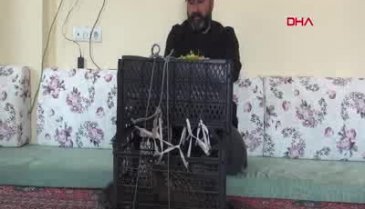 Yüksekova'da nesli tükenen balaban kuşu bulundu