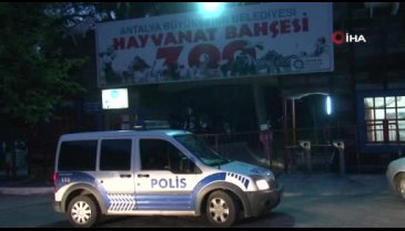 Antalya'da hayvanat bahçesinden kurt kaçtı