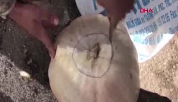 Bal kabağından esrar çıktı