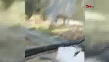 Hayvanat bahçesinden kaçan kurt böyle görüntülendi