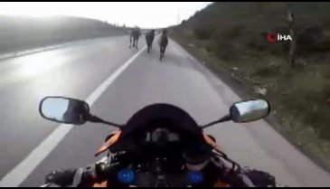 Bir anda karşılarına çıktı: Sürücüleri şaşkına çevirdi