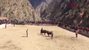 Boğa güreşi izlerken hayatını kaybetti