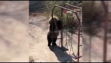 Dans eden ayı görenleri gülümsetti