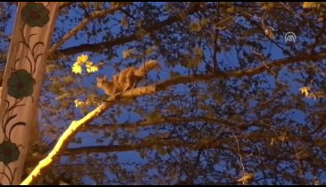 Bursa'da ağaçta mahsur kalan kedi itfaiye ekiplerince kurtarıldı