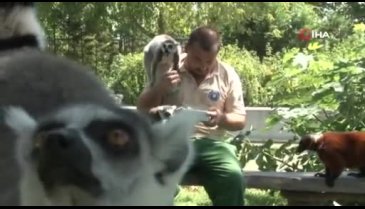Bursa Hayvanat Bahçesi'ndeki lemur ailesine 8 yeni üye