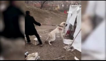 Acımasızca dövüştürülen köpeklerin görüntüleri yürekleri parçaladı