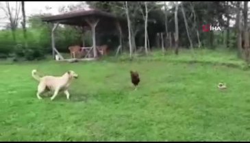 Horoz, köpeğe böyle kafa tuttu