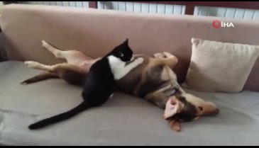 Bursa'da anne köpek kedileri emziriyor