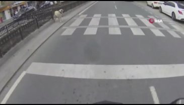 Yaya geçidini kullanan köpek kamerada