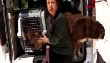 İki gözü de oyulmuş köpek bulundu!