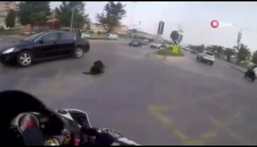 Otomobilin çarptığı köpek metrelerce ileriye fırladı