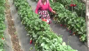 Bursa'da 'kırmızı elmas' hasadı başladı