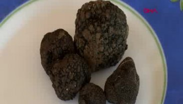 Bursa'da trüf mantarını, Lagotto Romagnolo cinsi köpeklerle buluyor