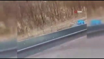 Kamyonet kasasından alet çantası çalan ayı!