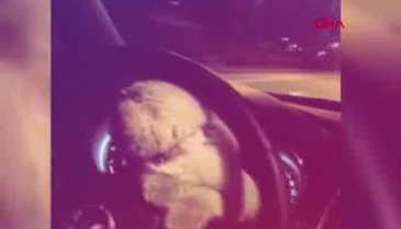 Bursa'da kedisini otomobilin direksiyonuna koyarak yolculuk yaptı