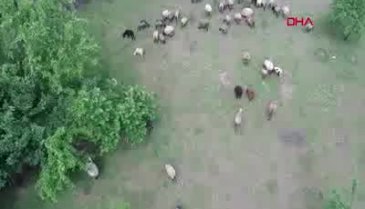 Bursa'da gazeticiliği bıraktı, çoklu doğum yapan koyun yetiştiriyor
