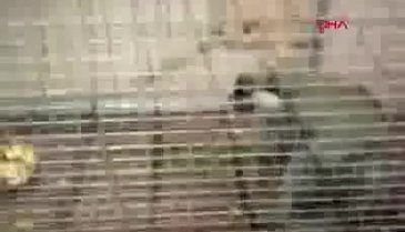 Bursa'da paniğe sebep olan maymun yakalandı