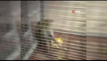 Bursa'da paniğe sebep olan maymun yakalandı - 2
