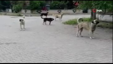 Bursa'da köpekleri görüntülemek isterken saldırıya uğradı