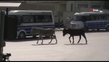 Bursa'da şehrin göbeğinde başıboş eşekler sürücüleri zor durumda bıraktı