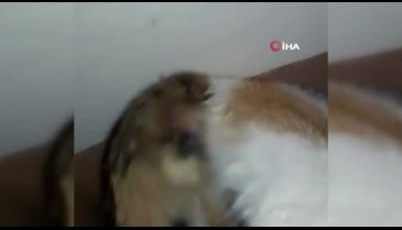 Bursa'da veterineri arayarak sokak kedisinin doğumunu yaptırdı