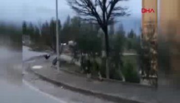 2 bin kişinin yaşadığı siteye domuzlar dadandı