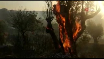 Zeytin ağaçları yangında küle döndü