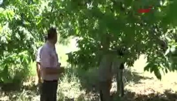 İngiliz Kraliyet Ailesi'nin sofrasına Bursa kirazı gönderildi