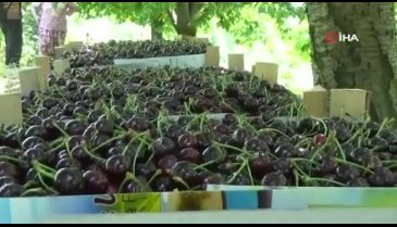Bursa'da karabodur kirazı üreticinin yüzünü güldürdü