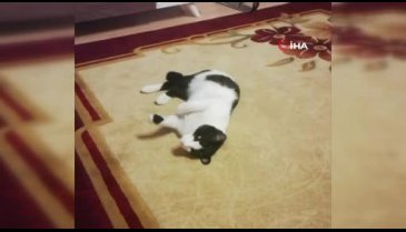 Bursa'da kendisine emanet edilen kedi firar etti, para ödülüyle sokak sokak arıyor