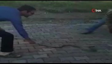 Suriyeli çoban dağda bulduğu yılana elini ısırttı
