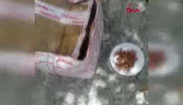Kedi ve yavruları, ağzı telle bağlı kolide ölüme terk edildi