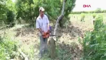 Bursa'da çiftçiler, artan maliyetler ve olumsuz hava koşulları sebebiyle meyve ağaçlarını kesti